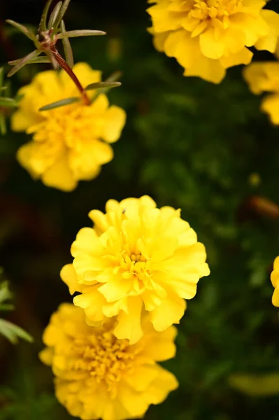 Vista Vicino Bellissimi Fiori Gialli Giardino — Foto Stock