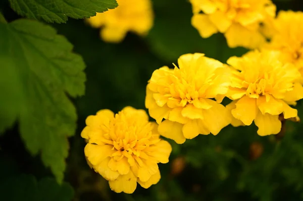 Vista Vicino Bellissimi Fiori Gialli Giardino — Foto Stock