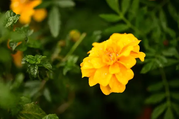 Vista Vicino Bellissimi Fiori Gialli Giardino — Foto Stock