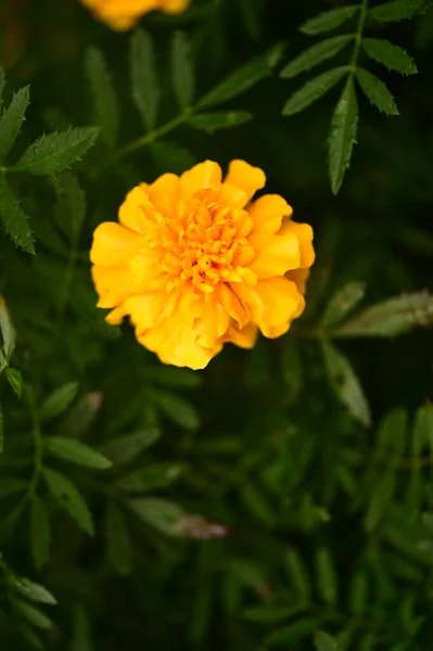 鸟瞰花园中美丽的黄花 — 图库照片