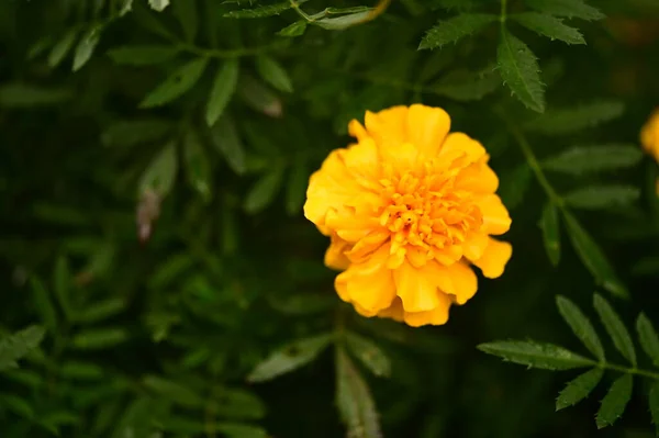 Крупним Планом Вид Красиві Жовті Квіти Саду — стокове фото