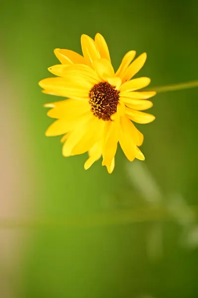 庭の美しい黄色の花を間近に見ることができます — ストック写真