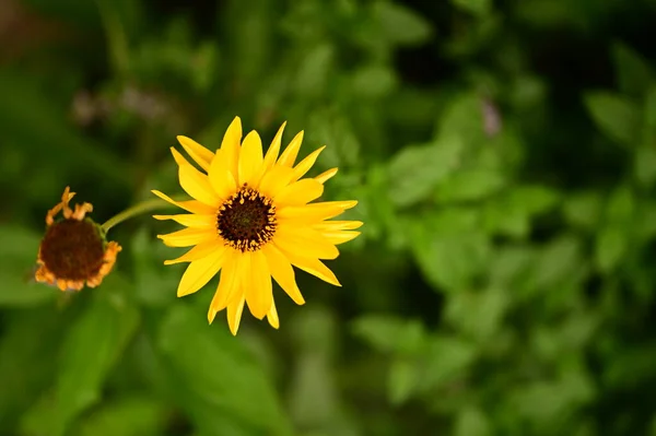 Vista Vicino Bellissimi Fiori Gialli Giardino — Foto Stock