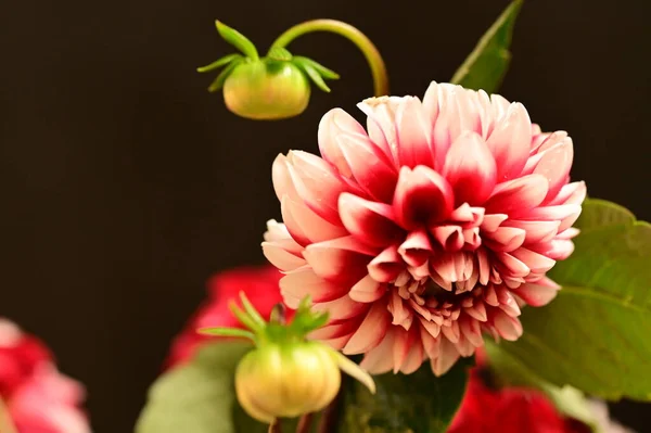 Close Red Flower Dark Background — Stock Photo, Image