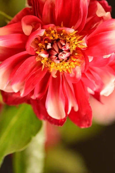 Nahaufnahme Einer Roten Blume Auf Dunklem Hintergrund — Stockfoto