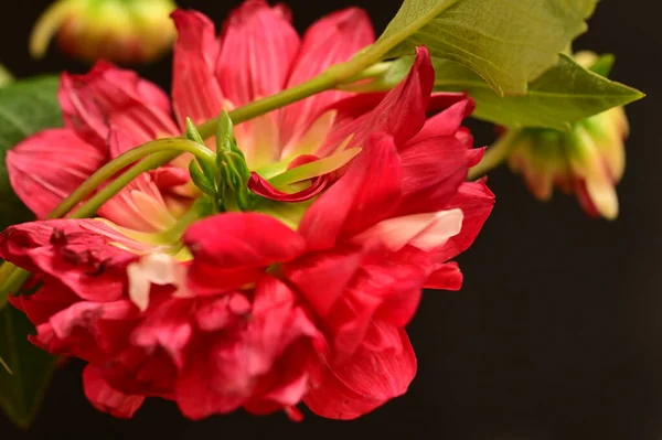 Close Red Flower Dark Background — Stock Photo, Image