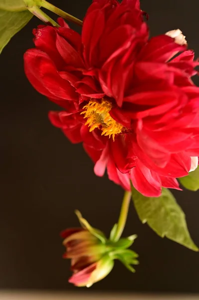close up of red flower on dark background