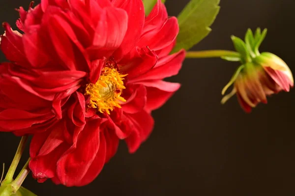 Close Red Flower Dark Background — Stock Photo, Image