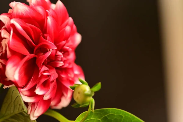 Close Red Flower Dark Background — Stock Photo, Image