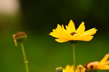 Bahçedeki güzel sarı çiçekleri kapat.