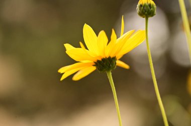 Bahçedeki güzel sarı çiçekleri kapat.