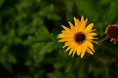 Bahçedeki güzel sarı çiçekleri kapat.