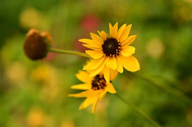 Bahçedeki güzel sarı çiçekleri kapat.