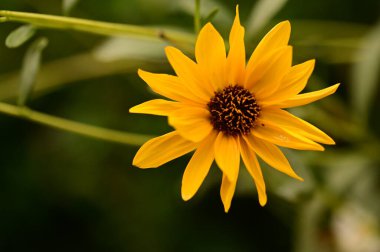 Bahçedeki güzel sarı çiçekleri kapat.