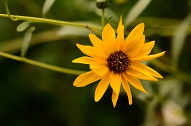 Bahçedeki güzel sarı çiçekleri kapat.