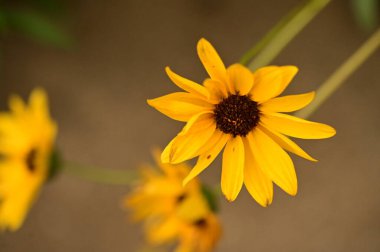 Bahçedeki güzel sarı çiçekleri kapat.