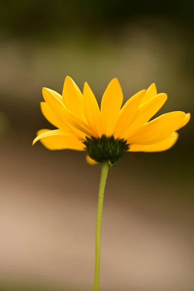 Vista Vicino Bellissimi Fiori Gialli Giardino — Foto Stock