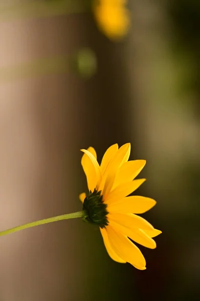 鸟瞰花园中美丽的黄花 — 图库照片