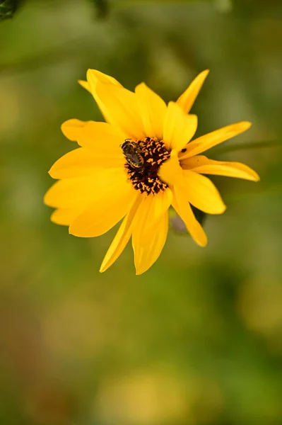 庭の黄色い花に蜂が座っている様子を間近に見ることができます — ストック写真