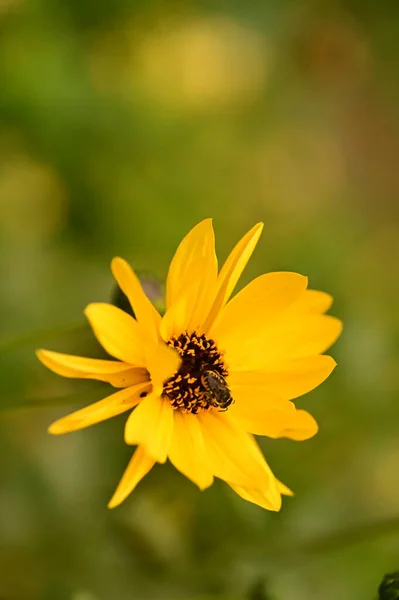 庭の黄色い花に蜂が座っている様子を間近に見ることができます — ストック写真