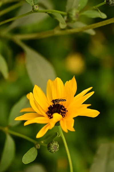 Zblízka Pohled Včelu Sedící Žlutých Květinách Zahradě — Stock fotografie