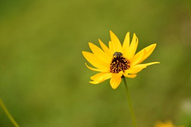 Bahçedeki sarı çiçekte oturan böceğin yakın görüntüsü