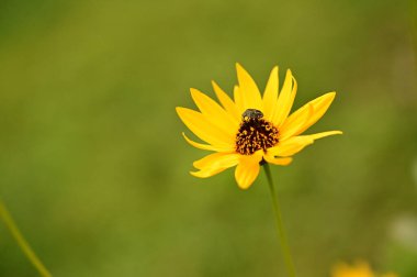Bahçedeki sarı çiçekte oturan böceğin yakın görüntüsü