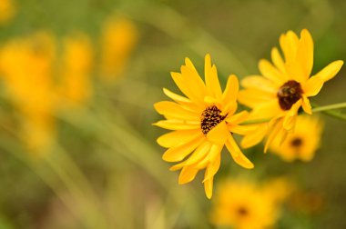 Bahçedeki güzel sarı çiçekleri kapat.