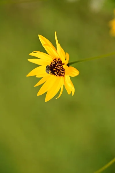 庭の黄色い花に座っている虫を間近で見ることができます — ストック写真