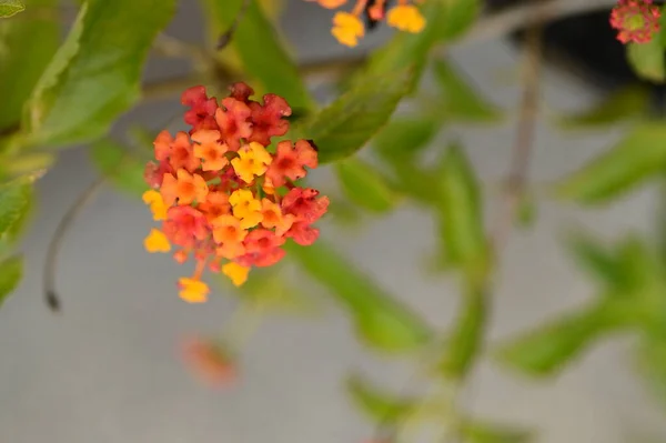 정원에 아름다운 오렌지색 꽃들을 가까이 — 스톡 사진