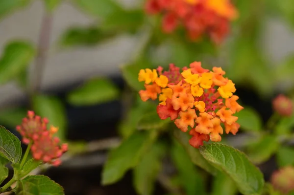 Close View Beautiful Orange Flowers Garden — Stock Photo, Image