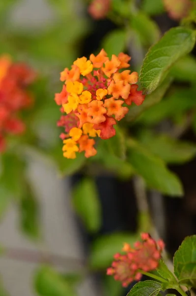 Vista Cerca Hermosas Flores Color Naranja Jardín — Foto de Stock