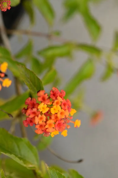 庭の美しいオレンジの花を間近に見ることができます — ストック写真