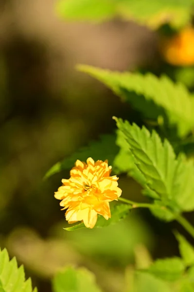 Vista Cerca Hermosas Flores Amarillas Jardín — Foto de Stock