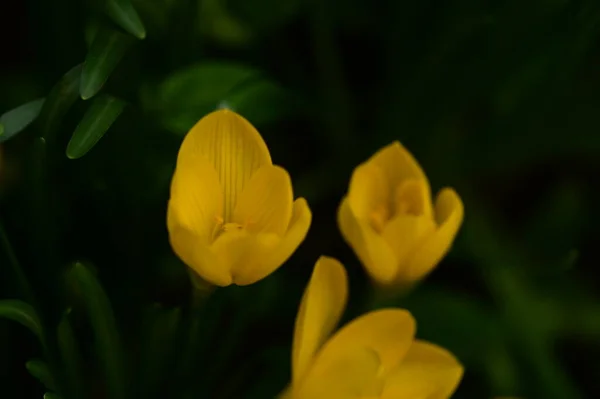 Vue Rapprochée Belles Fleurs Jaunes Dans Jardin — Photo