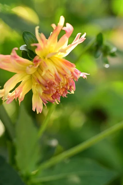 Hermosa Flor Color Rosa Amarillo Creciendo Jardín — Foto de Stock