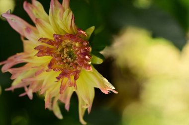 Bahçede büyüyen güzel pembe ve sarı renkli çiçek.