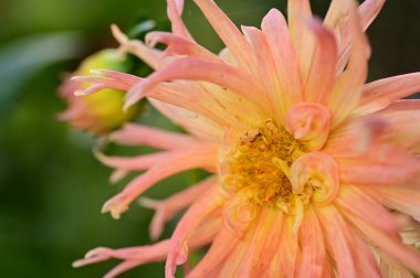 Bahçede büyüyen güzel pembe ve sarı renkli çiçek.
