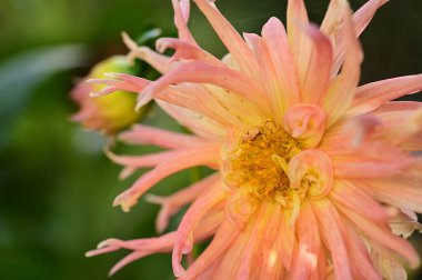 Bahçede büyüyen güzel pembe ve sarı renkli çiçek.