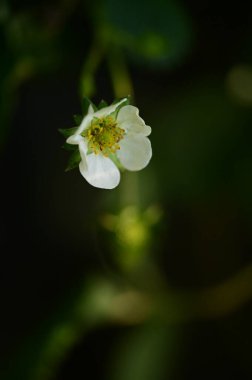 Bahçedeki güzel beyaz çiçekleri kapat.