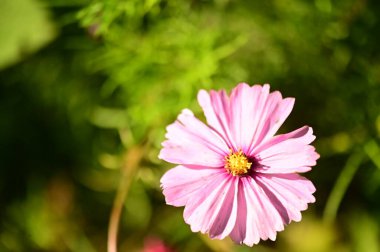 Bahçedeki güzel pembe çiçeklerin yakın görüntüsü.