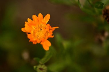 Bahçedeki güzel sarı çiçekleri kapat.