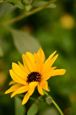 Bahçedeki güzel sarı çiçekleri kapat.