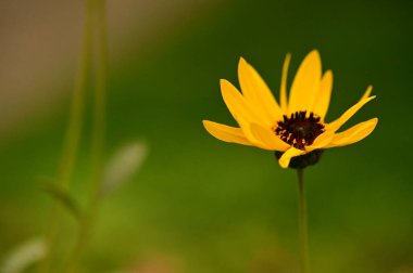 Bahçedeki güzel sarı çiçekleri kapat.