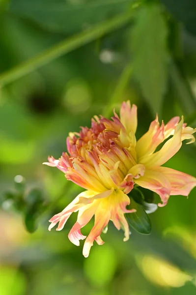 Beautiful Pink Yellow Colored Flower Growing Garden — Zdjęcie stockowe