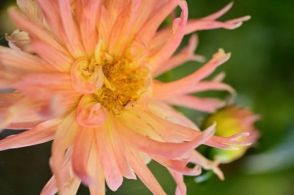 Beautiful Pink Yellow Colored Flower Growing Garden — Stockfoto