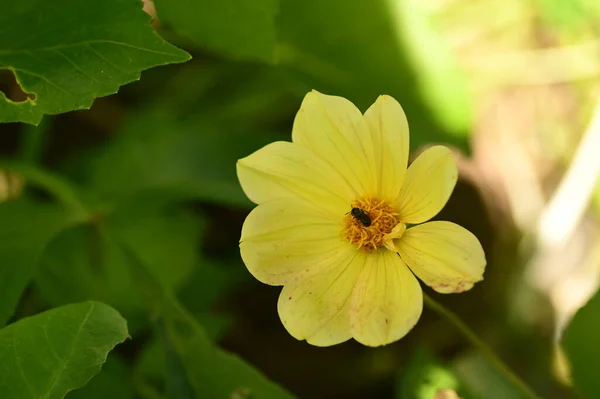 庭の黄色い花に蜂が座っている様子を間近に見ることができます — ストック写真