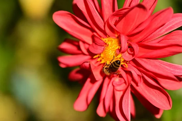 Nahaufnahme Der Biene Sitzt Auf Rosa Blume Garten — Stockfoto