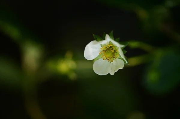 Zblízka Pohled Krásné Bílé Květy Zahradě — Stock fotografie