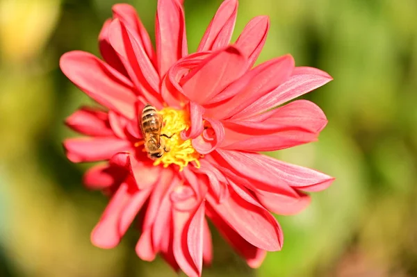Крупним Планом Вид Бджолу Сидить Рожевій Квітці Саду — стокове фото